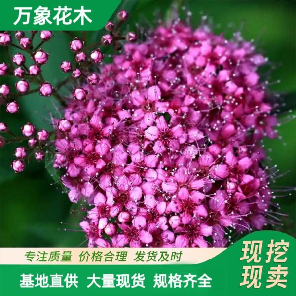 粉花绣线球