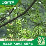 万象花木青钱柳苗绿化工程苗根系发达园林观赏树