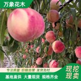 萬象花木出售 桃樹苗種植基地 果樹喬木 品種純正