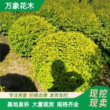 大量出售 金冠女貞球 庭院花園綠籬觀賞彩葉灌木 園林綠化街道