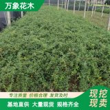 万象花木 云 南黄馨 工程绿化苗 观花地被植物 庭院树苗