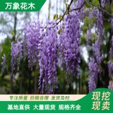 萬(wàn)象花木 久伊豆紫藤 耐寒易成活 適應(yīng)性強(qiáng) 爬藤植物