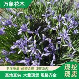 基地地被花卉馬藺 馬蘭花耐寒綠化苗 營養(yǎng)袋苗 花鏡花海配植