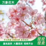 萬(wàn)象花木 費(fèi)吉尼亞櫻花 加拿大紅 花朵艷麗 風(fēng)景園林 道路綠化樹(shù)