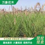 萬象花木大布尼狼尾草小苗供應(yīng) 耐旱 耐濕且抗寒性強(qiáng) 青景花卉