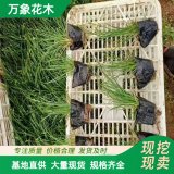 基地出售 大叶苔草 园林地被色块苗 小区绿化工程苗