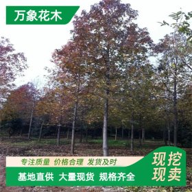 万象花木 北美枫香沃美 别墅造型风景树 绿化工程苗