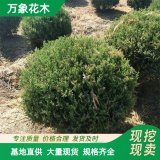 萬象花木供應 蜀檜球 四季常青 庭院種植 小區(qū)校園綠化觀景樹