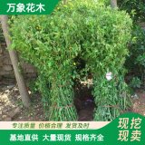 基地供應(yīng) 棣棠苗 園林灌叢綠化植物別墅庭院造景植物