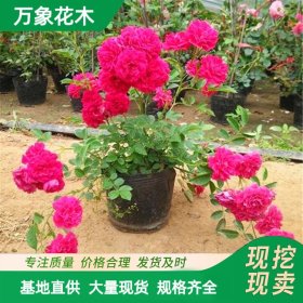 红木香花卉爬藤植物浓香四季带花 香蔷薇花阳台攀援花卉