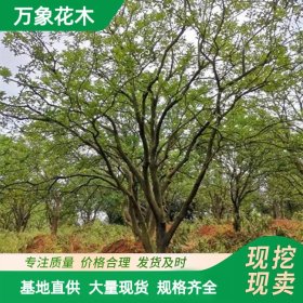 万象花木香橼香泡树城市路边绿化别墅庭院造景园林绿化树木