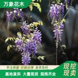 萬(wàn)象花木 羅薩 九尺紫藤 根系發(fā)達(dá) 別墅庭院種植 棚架綠化植物