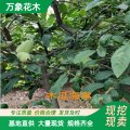 基地出售 直徑5-6公分木瓜海棠樹(shù)苗 木瓜樹(shù) 賞花觀果綠植