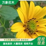 萬象花木出售大花金雞菊 枝葉美麗繁殖容易 園林花卉陽臺盆栽