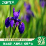 苗圃出售 花叶玉蝉花 多年生水生草本植物 花菖蒲苗