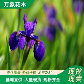 苗圃出售 花叶玉蝉花 多年生水生草本植物 花菖蒲苗