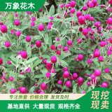 萬象花木供應(yīng) 千日紅苗 現(xiàn)貨出售花期長庭院公園綠化用植物