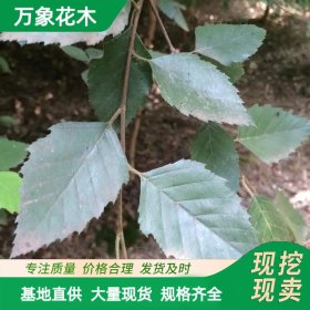 万象花木出售河桦 御冰霜 生长速度快 园林河道防护树