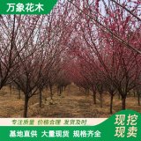 苗圃出售 紅梅花綠化工程苗 4公分骨里紅梅 花海工程用苗