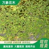 萬(wàn)象花木出售水禾苗 水生漂浮草本 池塘造景苗木