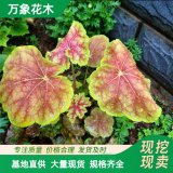 長期供應(yīng)花境植物 礬根加侖盆苗 杯苗 袋苗 大桶苗 產(chǎn)地