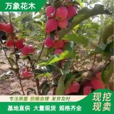 基地雞心果 錦繡海棠綠化苗 別墅醫(yī)院學校綠化樹