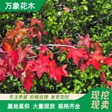 萬象花木 紅花槭 卡匹克 秋日光環(huán) 道路綠化防護樹