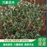 万象花木 菲油果棒棒糖型 根系发达 抗性强 盆栽观赏