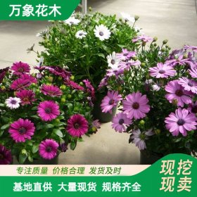 万象花木出售南非万寿菊 花坛花海观赏公园造型绿化 苗圃种植基地