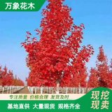 萬象花木三季紅紅楓庭院公園市政片植盆栽造型景區(qū)彩化