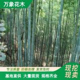 基地供应 毛竹 庭院别墅观赏竹 小区路旁工程绿化苗