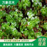 出售圆叶景天 景天科常绿多年生肉质草本植物 园林绿化