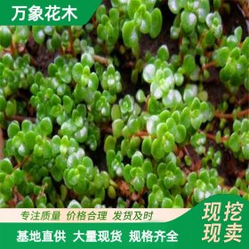 出售圆叶景天 景天科常绿多年生肉质草本植物 园林绿化