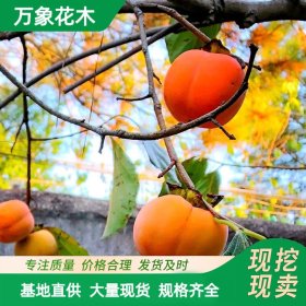 万象花木柿子树绿化苗木果实香甜城市道路风景树