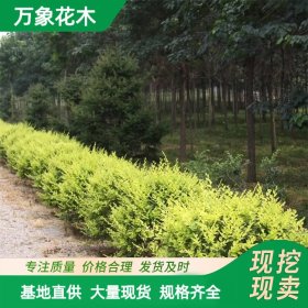 万象花木出售金叶榆篱 耐干抗风保土能力强 行道庭荫树种