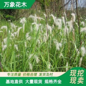 苗圃白茅 景区园林地被绿化造景工程苗 花坛花镜切花材料