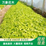 金葉薯 觀賞性強(qiáng)草花 工程綠化用苗 地被植物別墅色塊苗