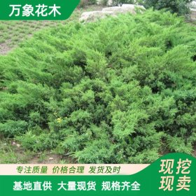 绿化苗木地柏 工程绿化苗 四季常青地被植物 园林行道风景树