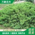 綠化苗木地柏 工程綠化苗 四季常青地被植物 園林行道風(fēng)景樹(shù)