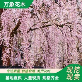 八重红枝垂樱嫁接红垂枝条阳春樱花树小苗庭院枝垂一年樱花