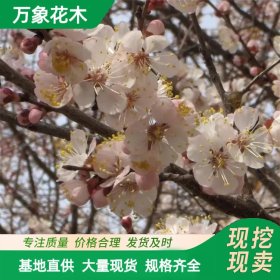 万象花木 特选山桃 抗旱耐寒 又耐盐碱土壤 可供观赏