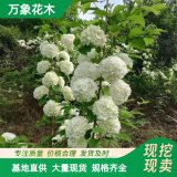 萬象花木 八仙繡球花 適應(yīng)性較強 庭園美化 綠化樹種