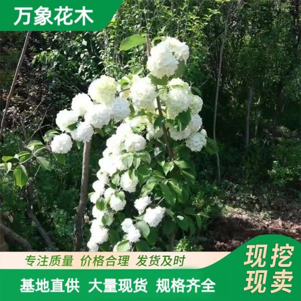 八仙绣球花