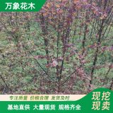 苗圃出售連香樹 園林別墅綠化工程樹 景區(qū)彩葉觀景配植樹