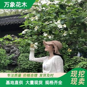 风景树苗聚八仙 琼花 琼花小苗 园林绿化种植行道树苗 城市街道