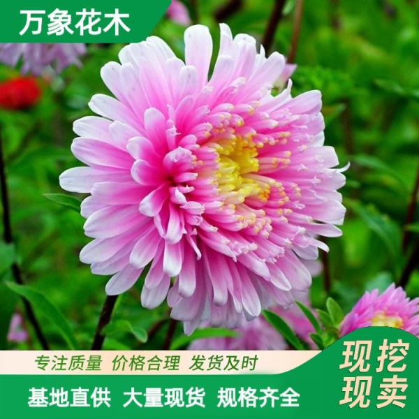 翠菊