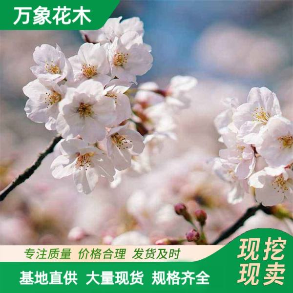 东京樱花