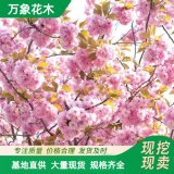 出售東 京櫻花苗木 庭院小區(qū)觀賞花卉植物 公園觀賞植物