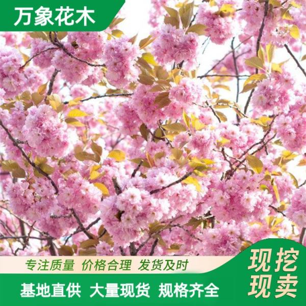 东京樱花