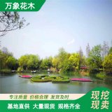 承接各种水生植物河道绿化沉水植物生态浮岛景观绿化工程